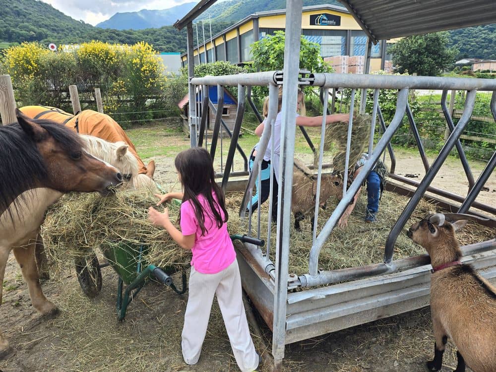 Attività con animali